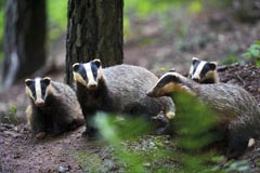 Dachs - Zum Vergroessern klicken!